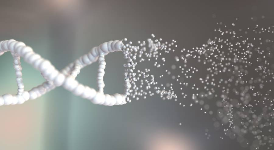 Autofagia i sirtuiny – komórkowy serwis sprzątający, który sprzyja długowieczności